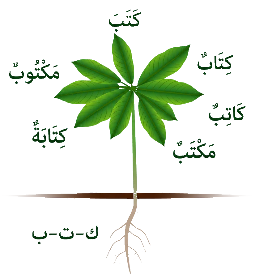 Word tree: the root ك-ت-ب branching into كِتَاب, كَاتِب, مَكْتَب, مَكْتُوب, and كِتَابَة